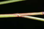 Saltmeadow cordgrass